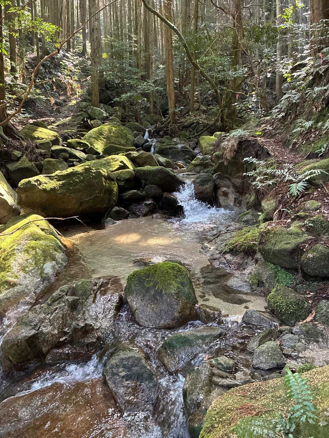 良い山なのに登山者がいないのは寂しい。