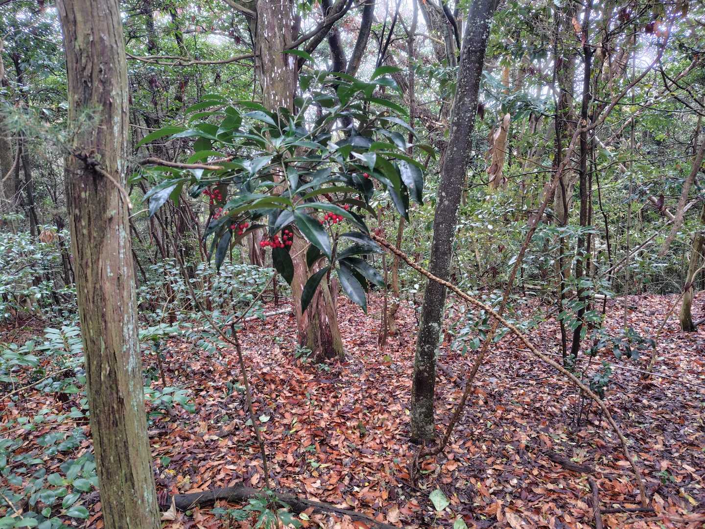 背丈ほどのマンリョウ