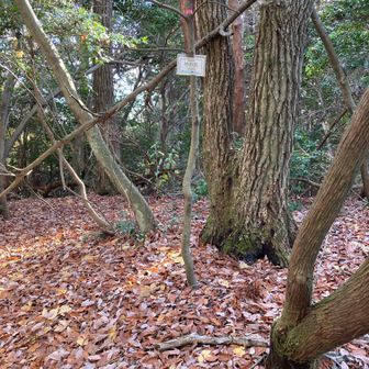 竹の尻山頂　340m