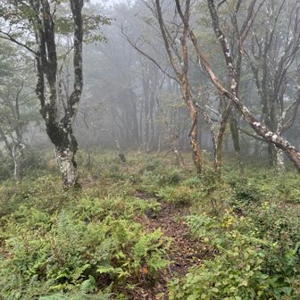 中峠へ向かうルートは人通り少ないのか、一部が不鮮明だった。