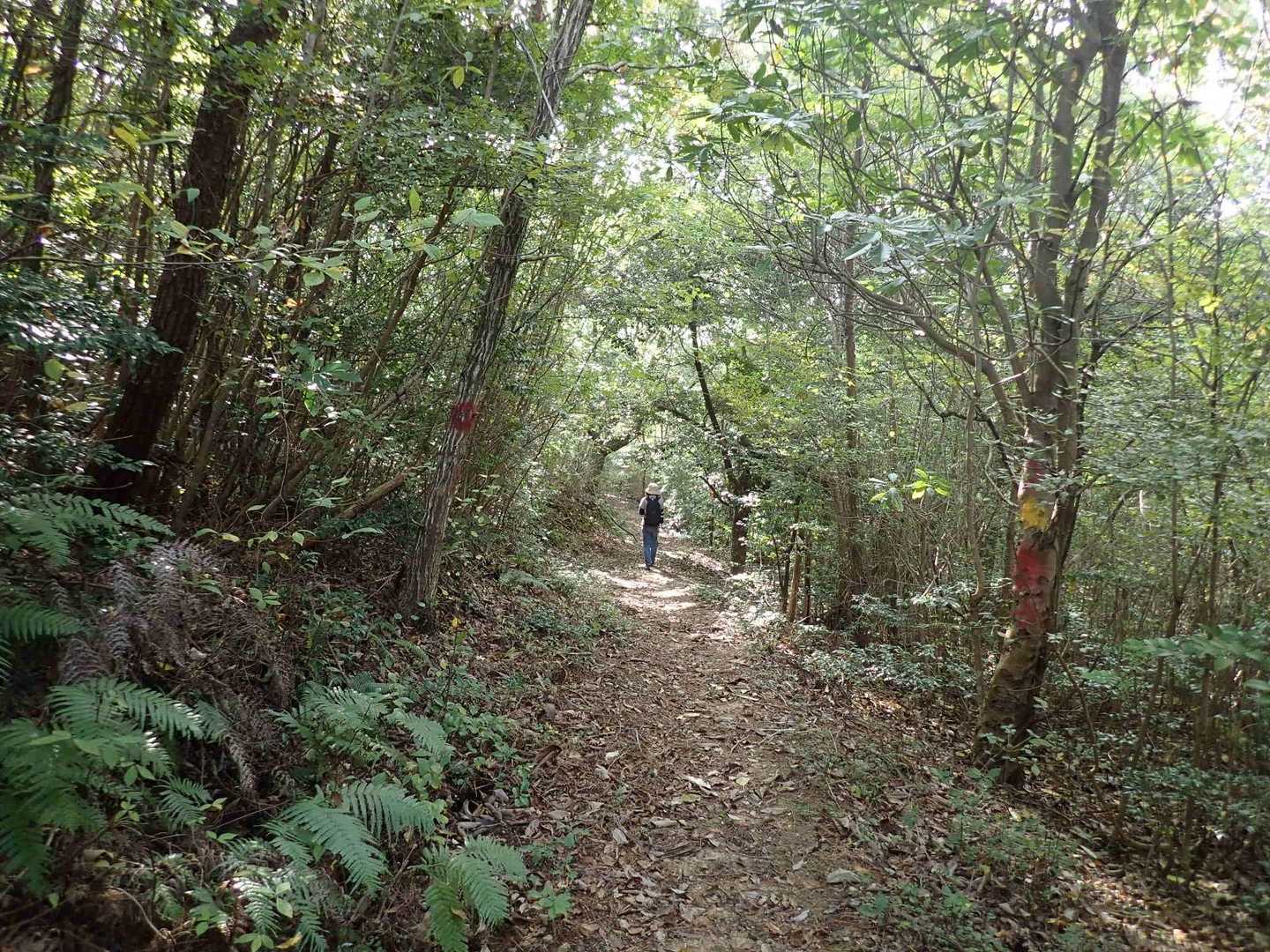 感じの良い林間コースを通り…