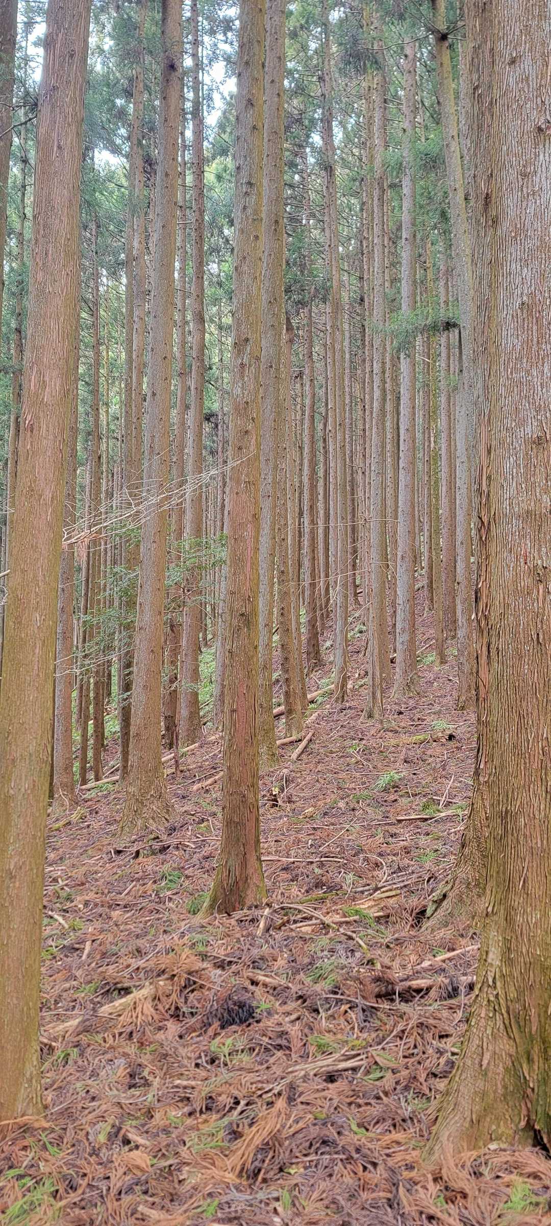 三峰口駅-御岳山登山口-御岳山-杉ノ峠-強石バス停 周回コースの写真
