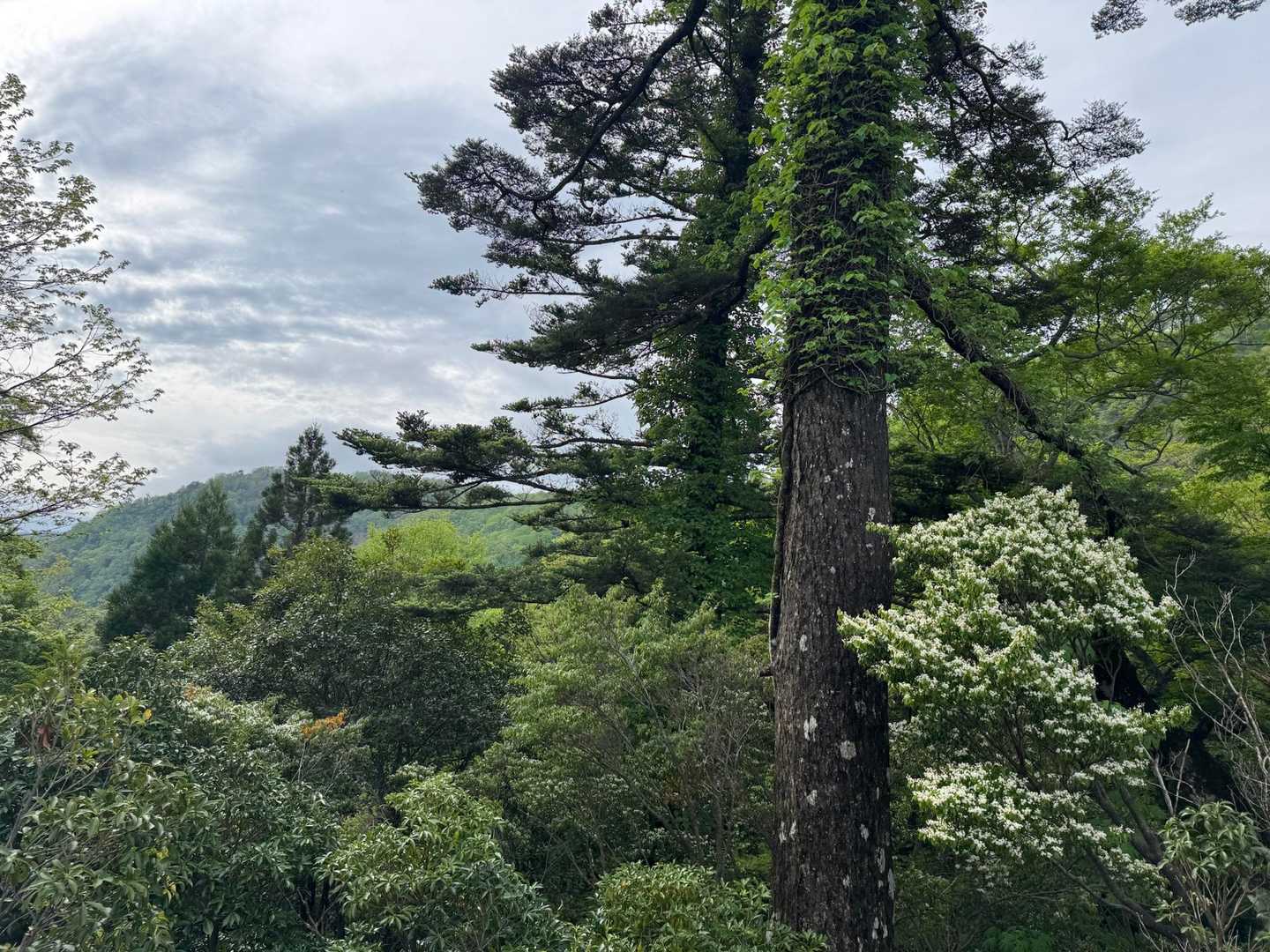 雨は降らなそう