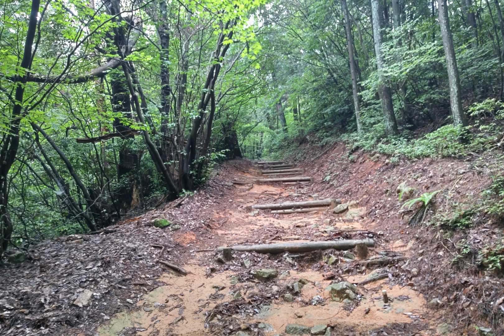 極楽寺山-極楽寺 往復コースの写真