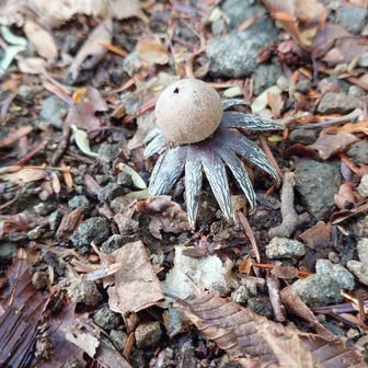 役目を終えたツチグリ