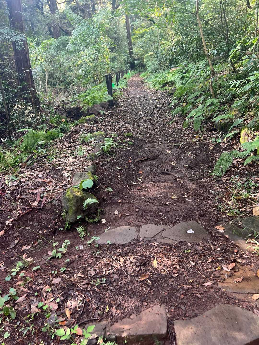 灯明山 往復コースの写真