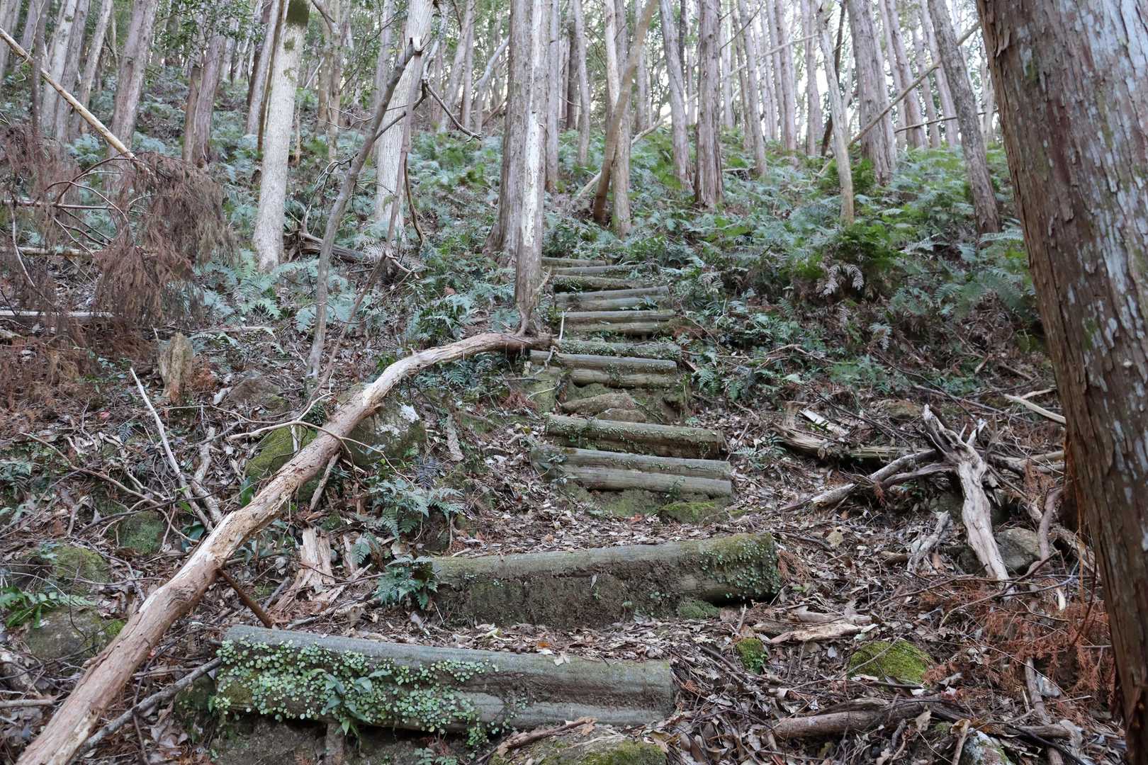 千穂ヶ峯-神倉神社 周回コースの写真