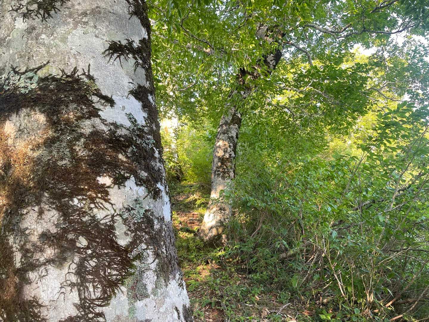 気持ちいい登山道