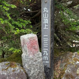 本日最後のピーク、丸山を通過！あとは麦草峠へ向けて下るだけ。