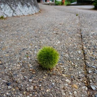 早くも
秋の兆しが。。。