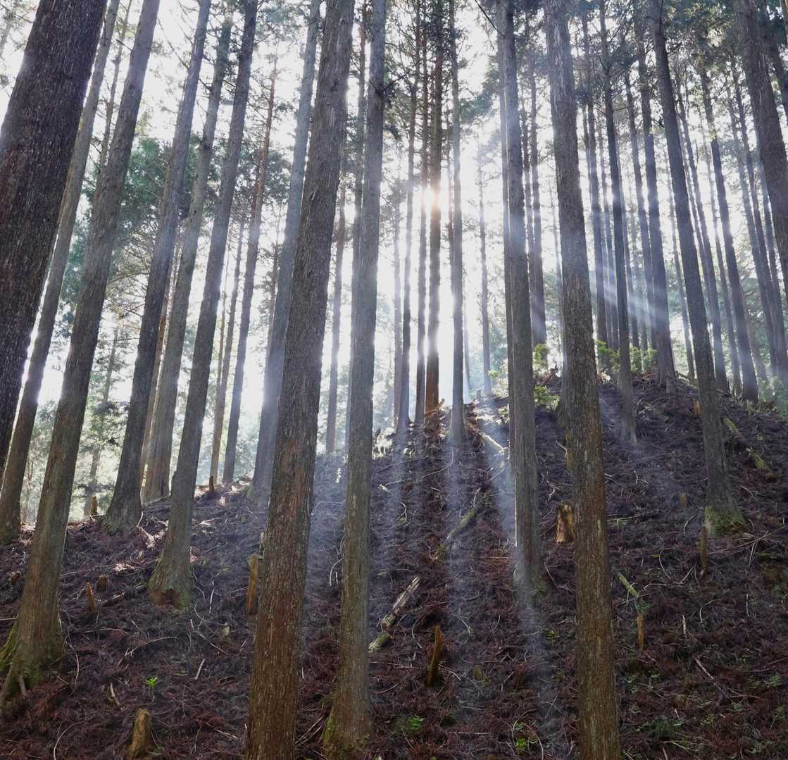 光芒が綺麗です✨✨