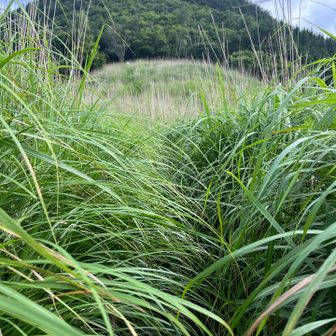 山頂まで行く予定やったけど、草すぎて断念…