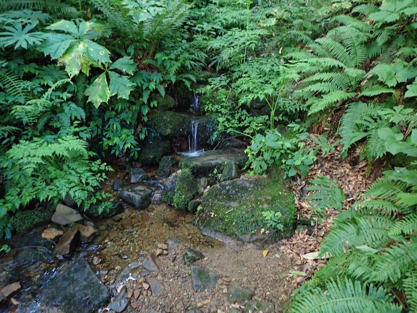 水場の案内があったので立ち寄りましたが、沢の水だったので顔洗いだけにして飲むのは自重しておきます😃