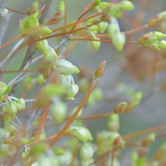 ドウダンツツジの新しい花芽