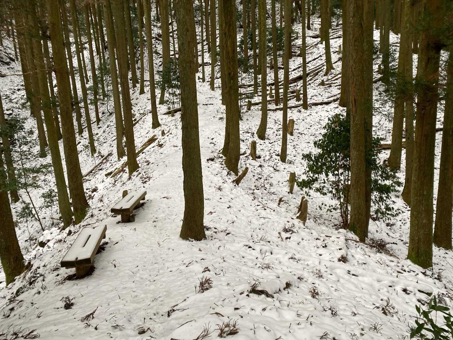 おー段々雪❄️凄い〜