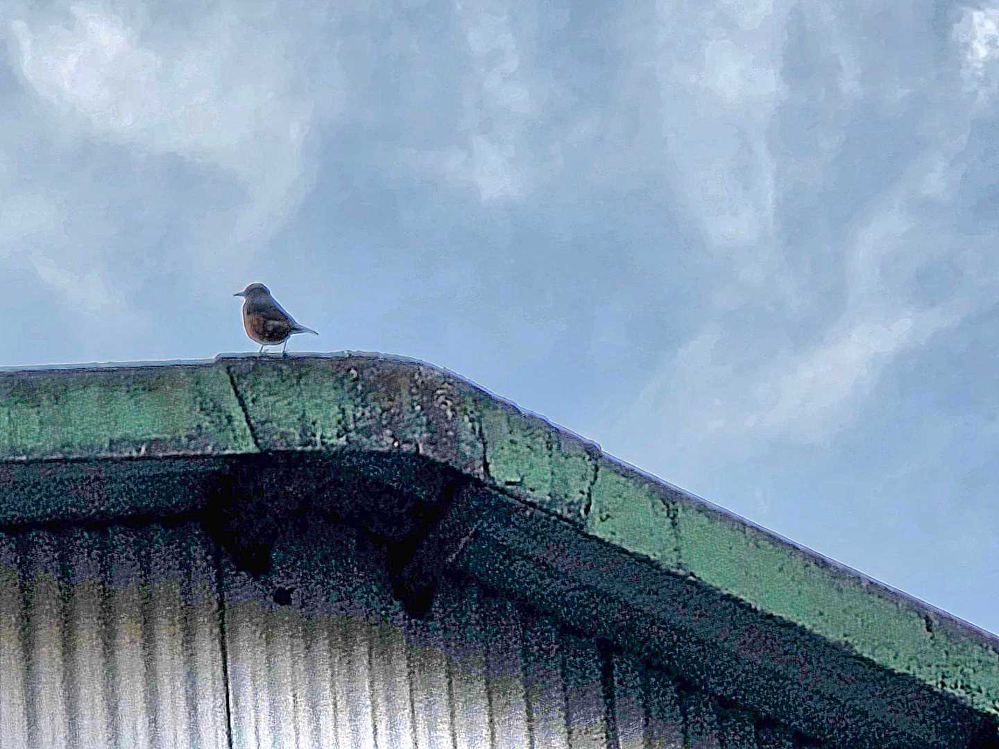 君の名前は？🐦