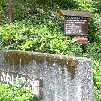 🌳かしの木山です。です(｡･ᴗ･)_🍵