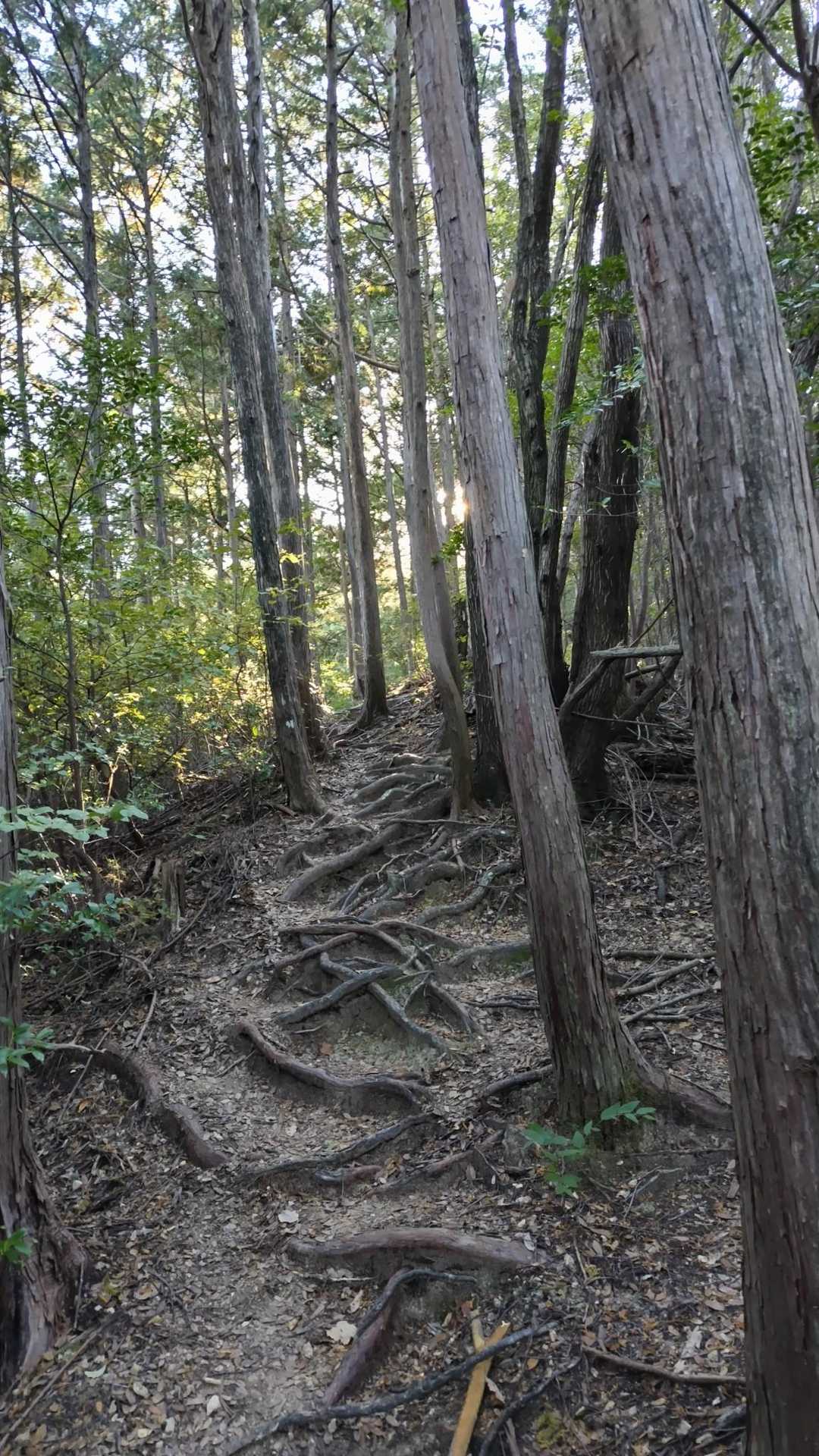 登ります