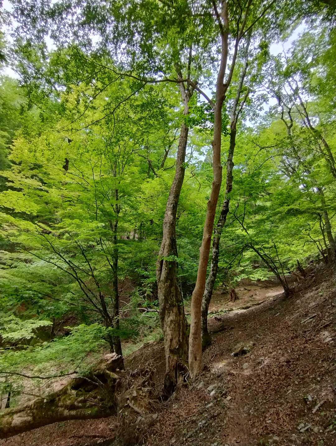久薮登山口-秋葉山-津志嶽 往復コースの写真