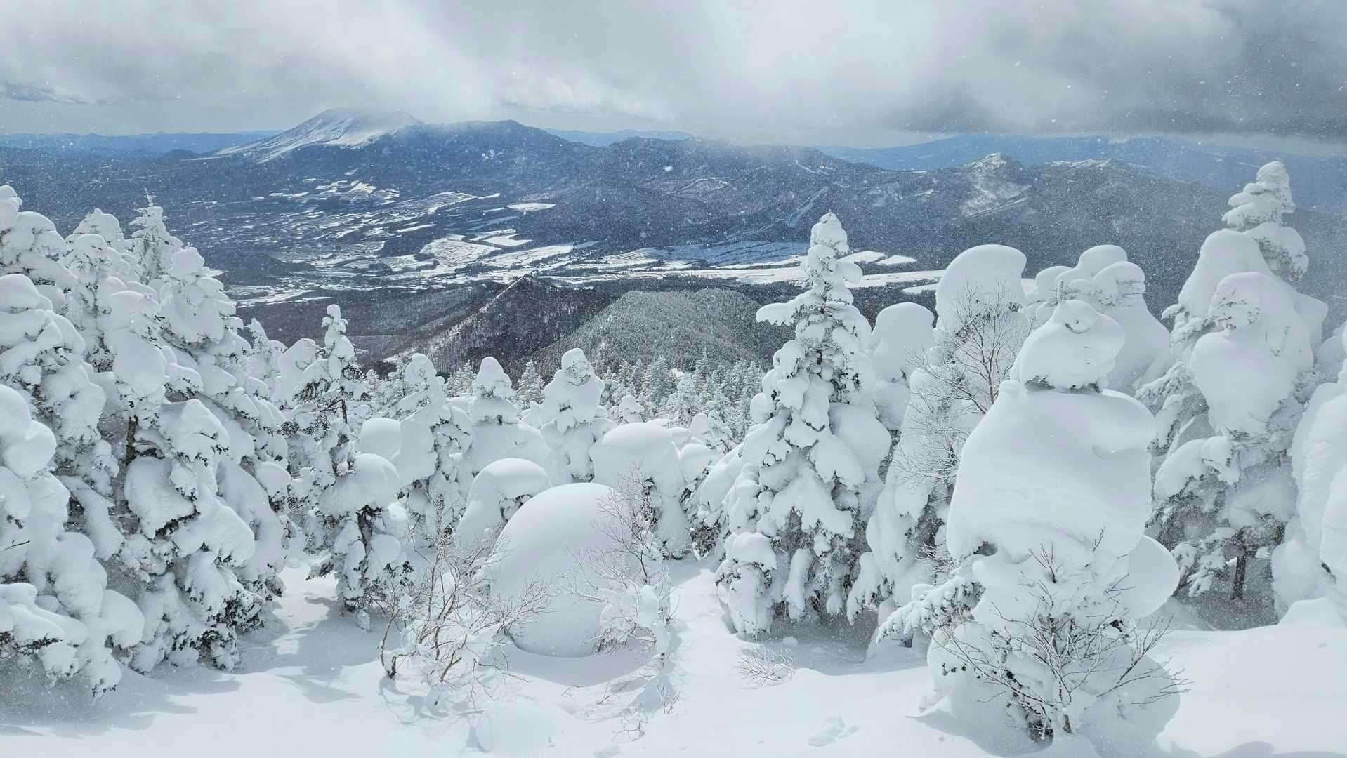 ベイマックスみたいな木が沢山🤩