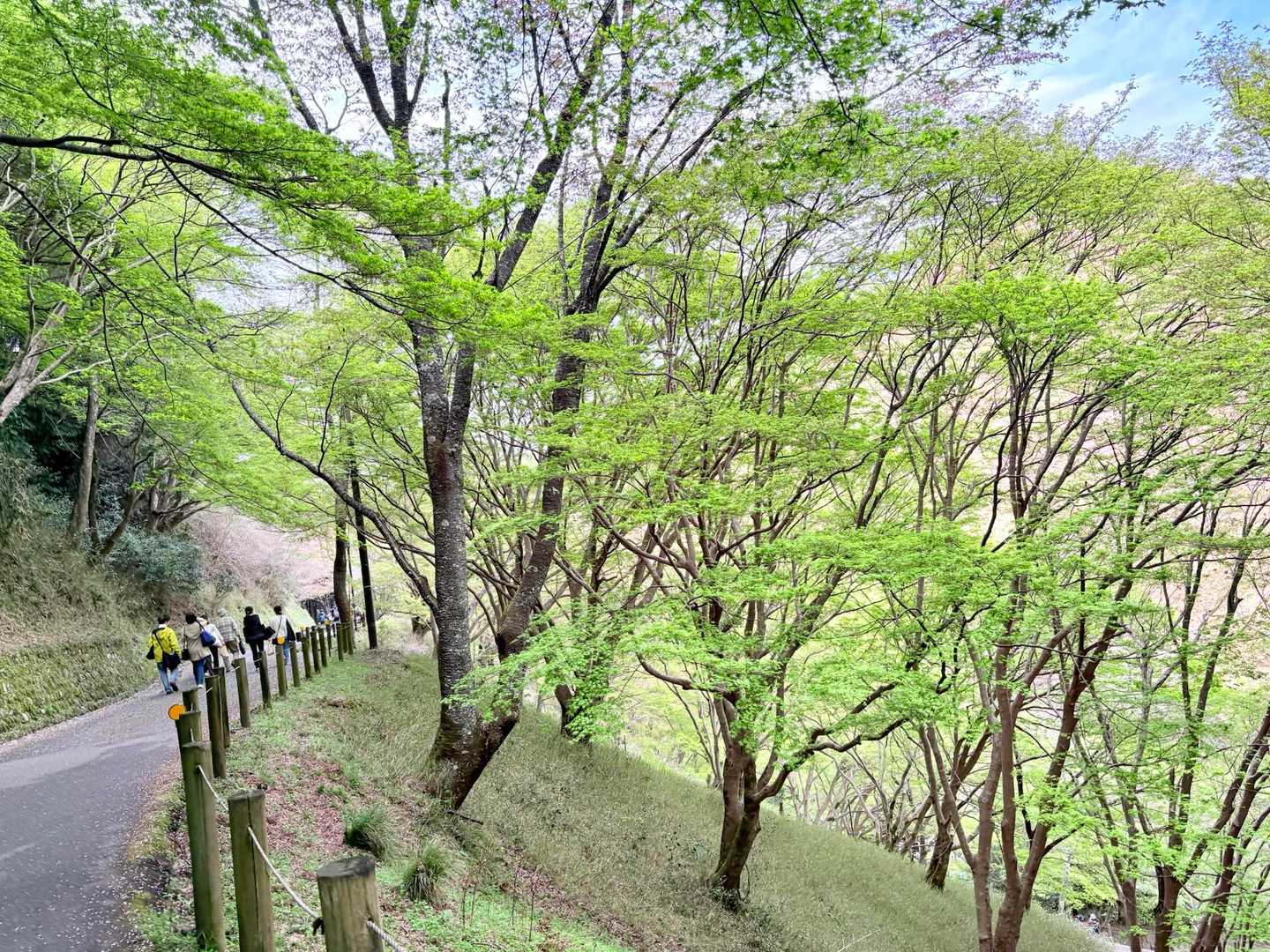 吉野水分神社-高城山-金峯神社-青根ヶ峰 往復コースの写真