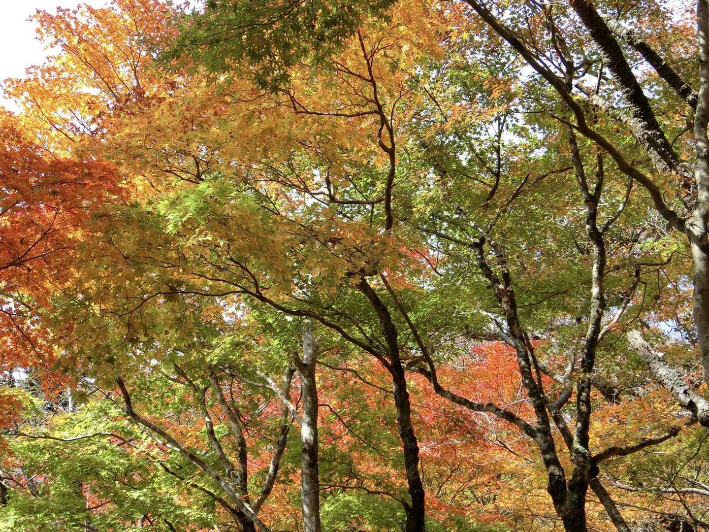 途中で綺麗な紅葉🍁を楽しみました🎶