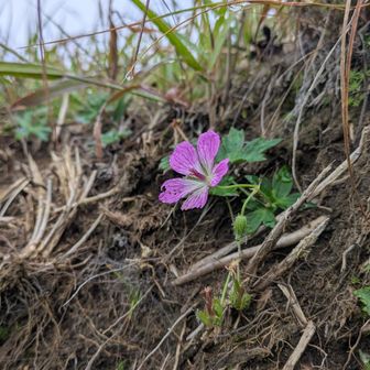 花も撮ってみる🌸イヨウフロ？