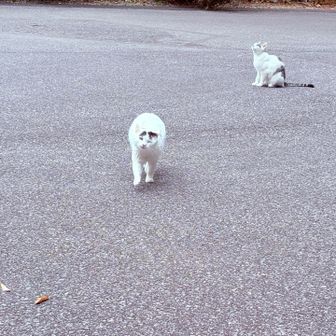 走り寄ってくる🐈
かわいい