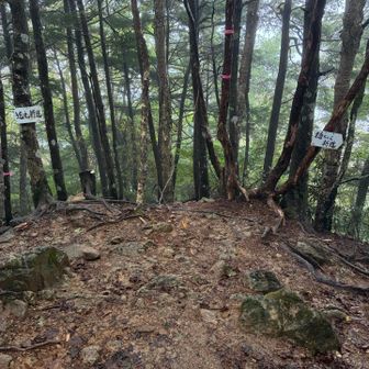 やっと、徳ちゃん新道分岐。
終バスに間に合うかもしれない時間だが、雨も降っており、危ないので安全第一で進む。