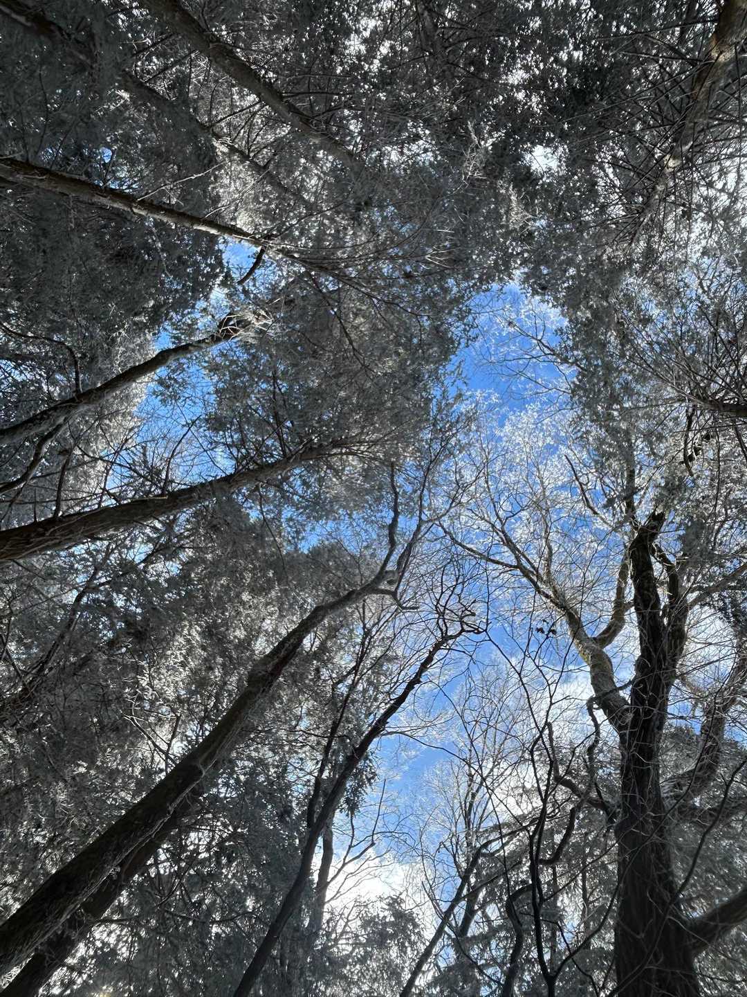 駒ヶ原登山口-鷹ノ巣山 縦走コースの写真