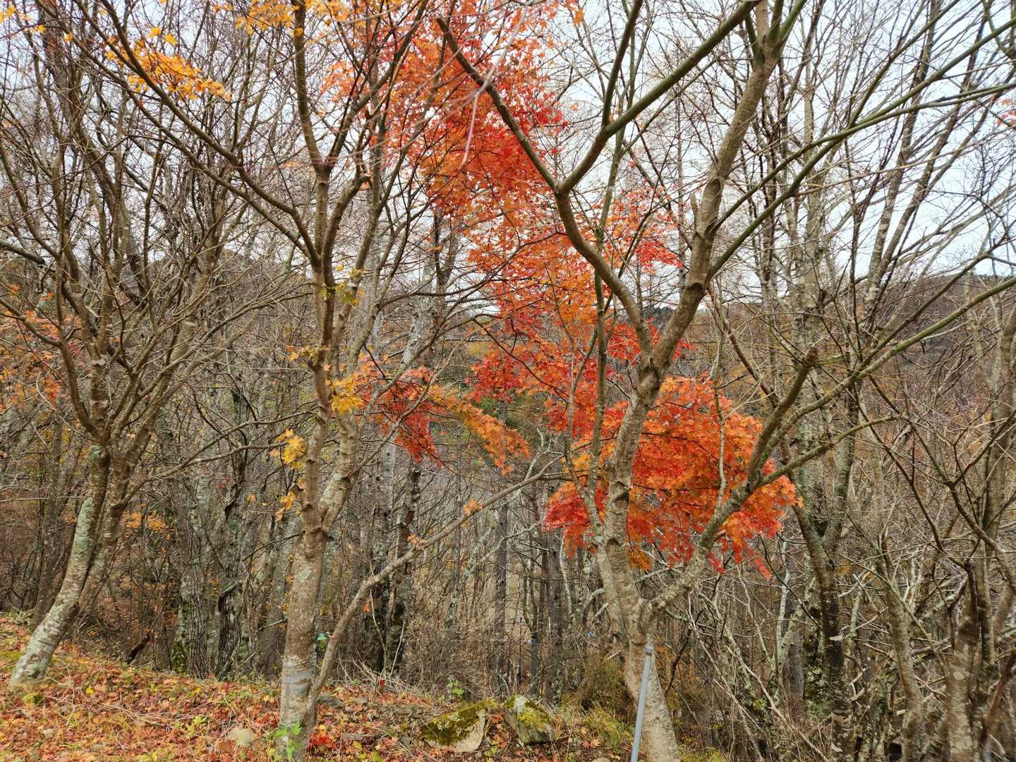 駐車場🅿️の紅葉🍁