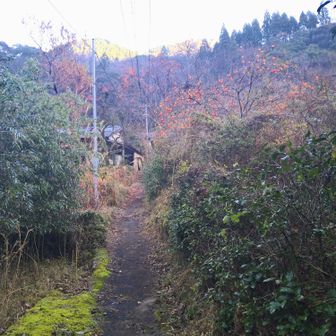 登山口からスタートすると、最初は人家の間を進みます🏚️