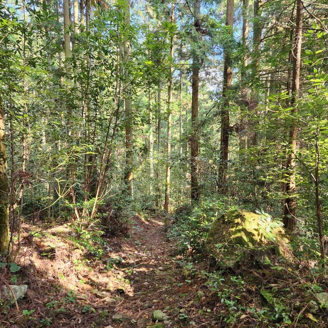 再び登山道