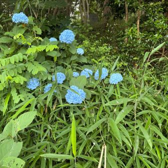 紫陽花