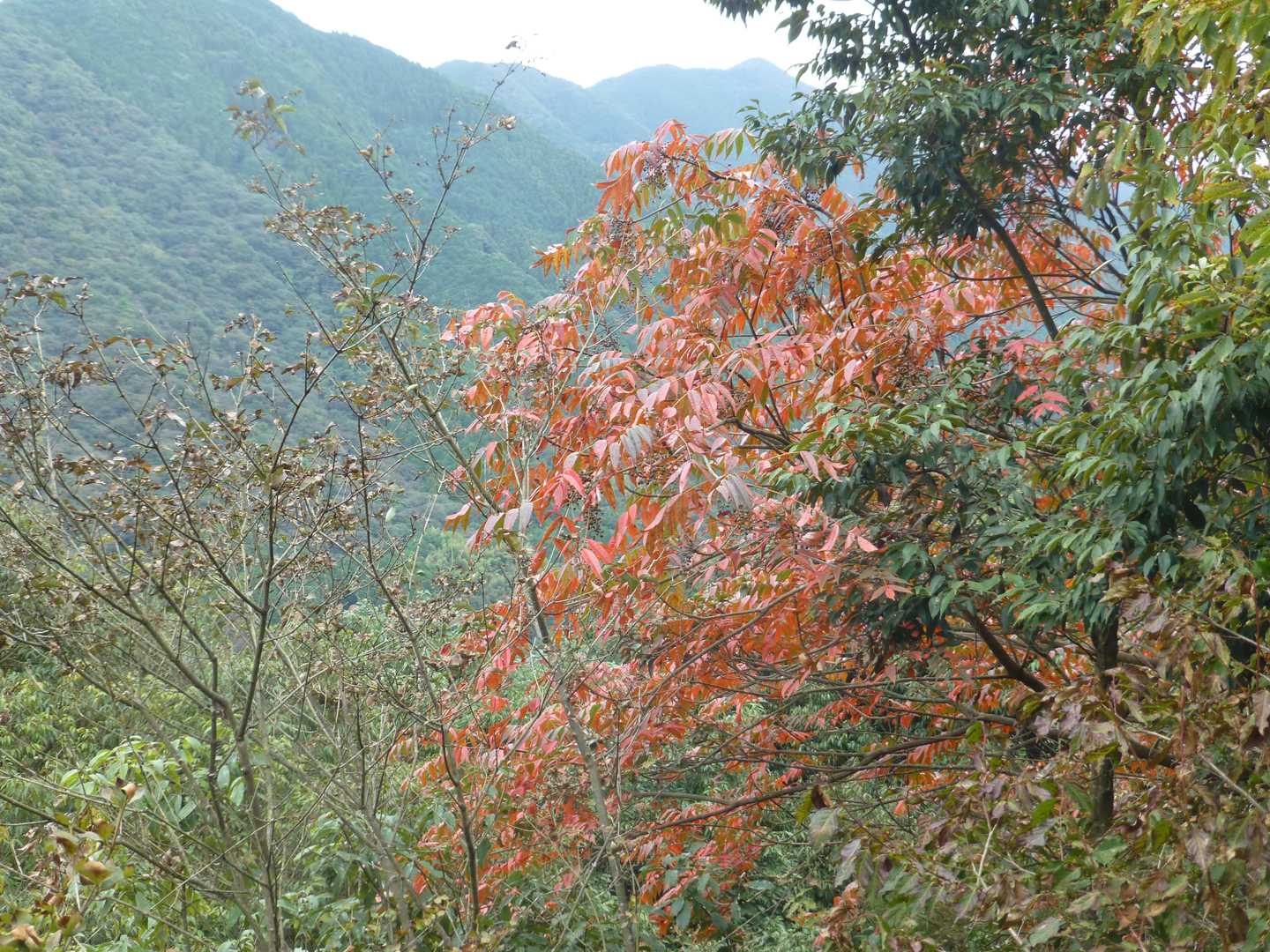 紅葉が！！