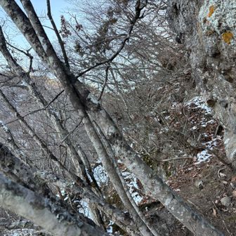 完全にバリルート。
落ち葉滑るし、腐った木が多いので迂闊に掴めない😣