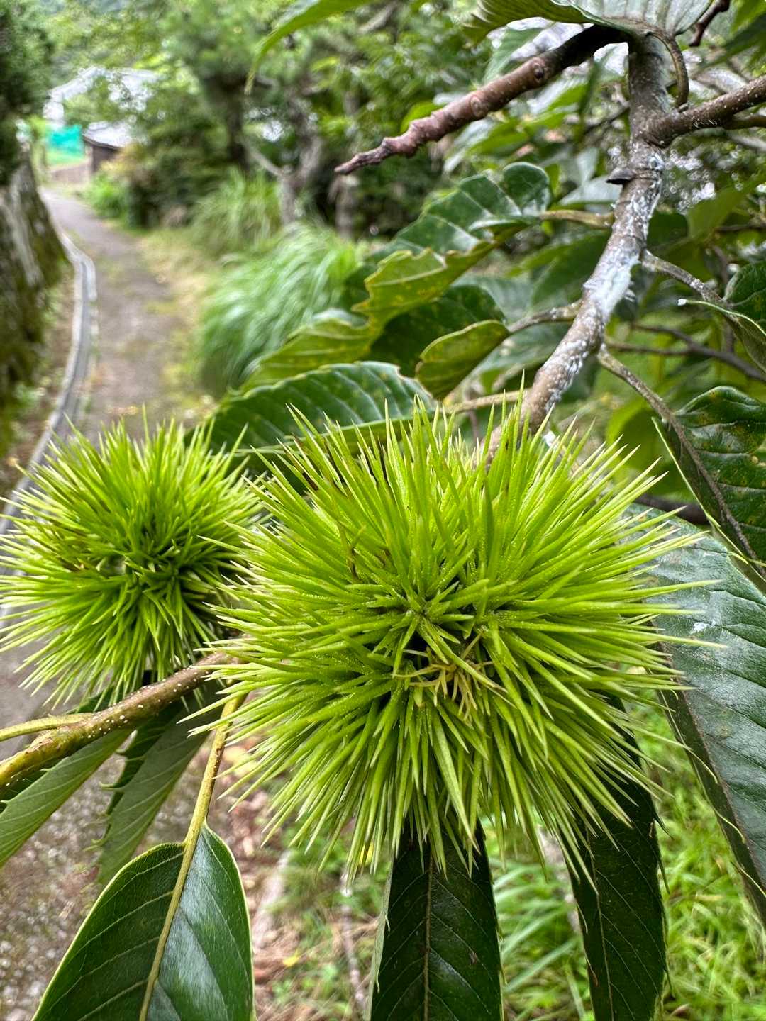 🌰も実をつけ始めまたね😊
と言っても、皮を剥くのが面倒臭いので、ほぼ食べんけどね🤣
