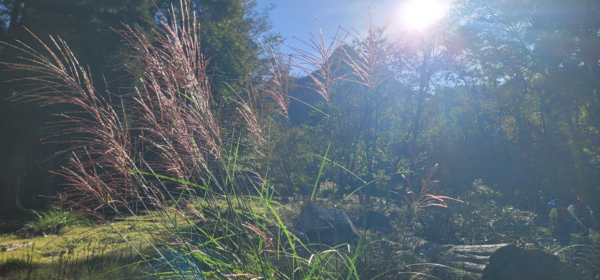 ススキも色図いて向こうに見えるのは、今日の鉾岳