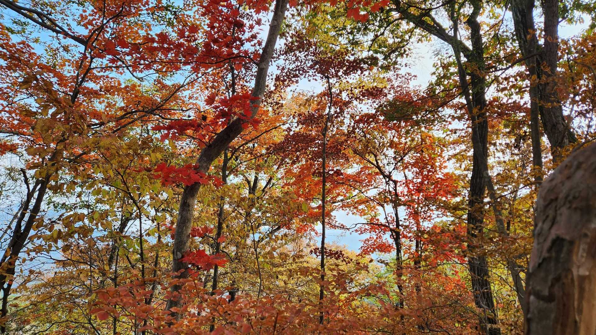 紅葉が美しい