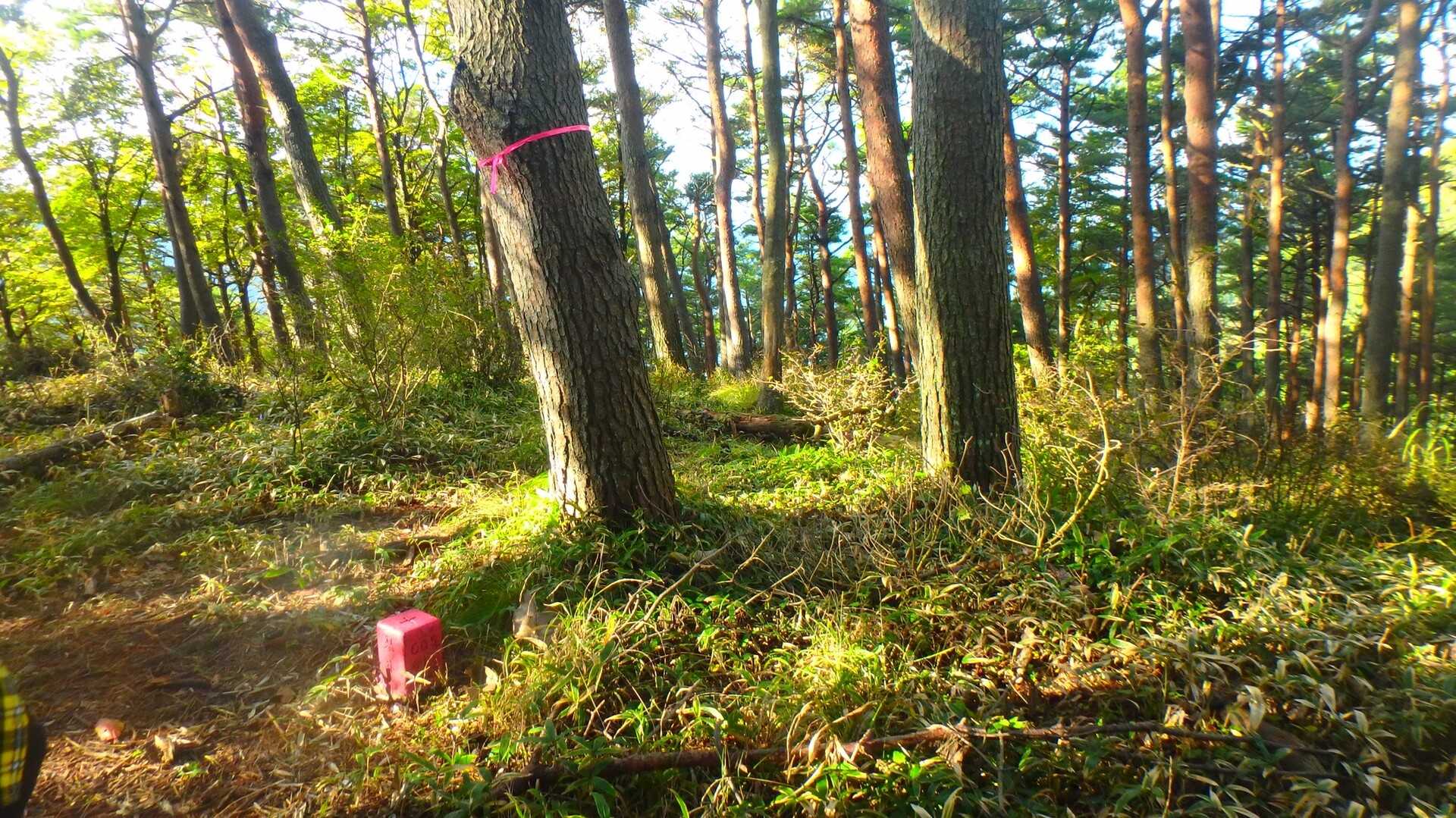 ミネ山の写真