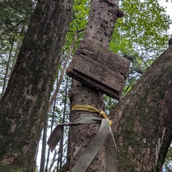 タワ山を越えてすぐに「小楢峠」の道標が。んん～、大楢峠は大きなコナラの樹があったからついた名前だろうだけど、ここはさぁ（以下略