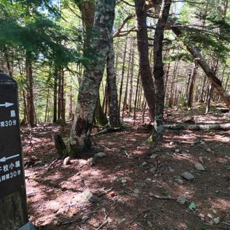 下りは林の中を行きます、日差しは気にならない