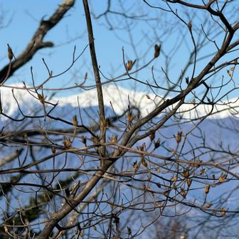 左から農鳥岳、間ノ岳、北岳。
木の枝にピントが合ってしまい
写真はイマイチですが、雪山きれいです😍