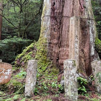 矢頭の大杉、昭和２８年に指定されたんだ