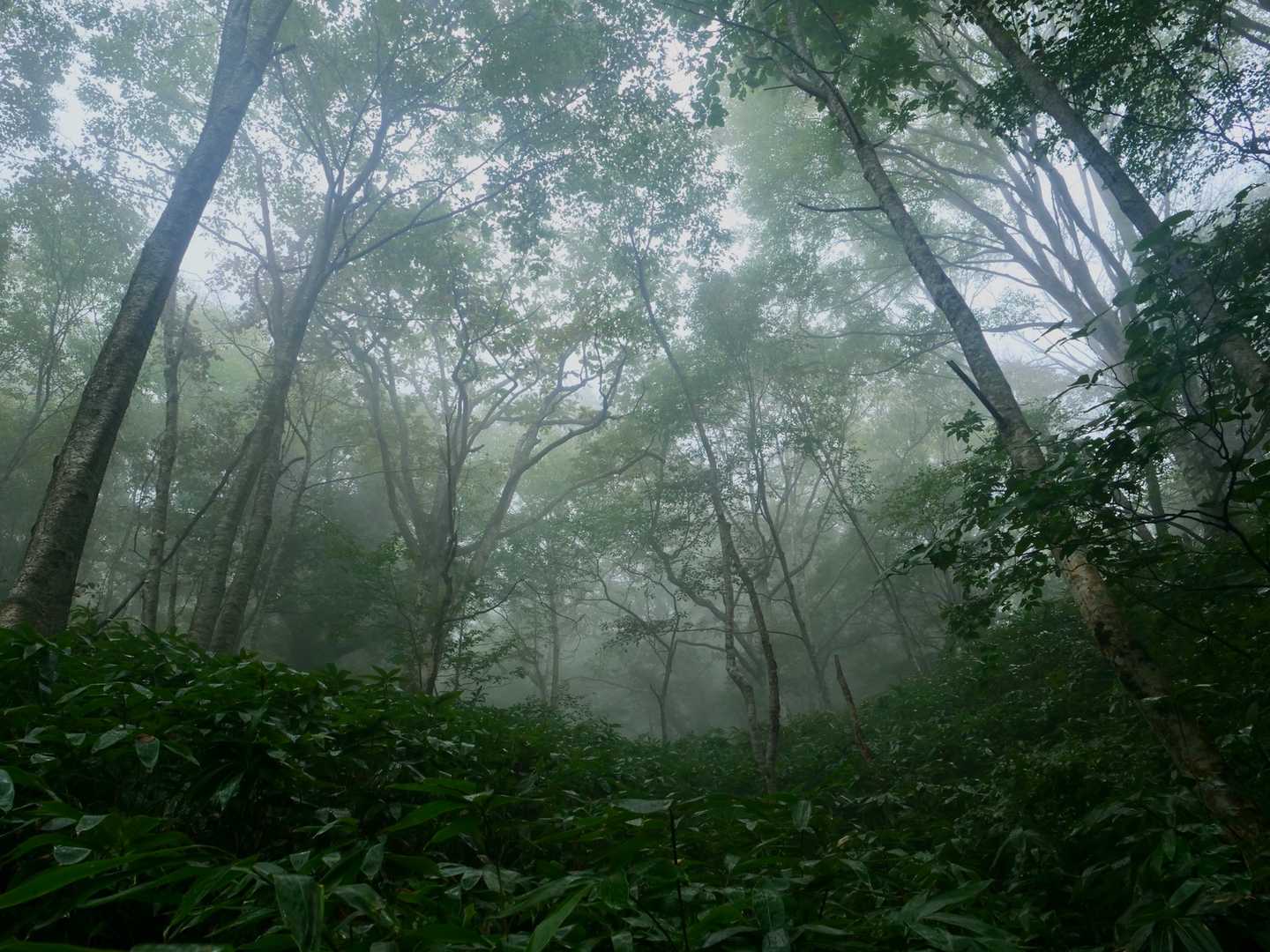 雰囲気もあり