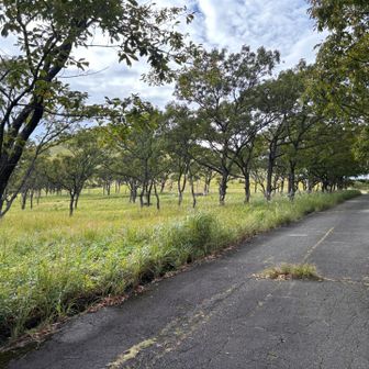 舗装した林道を出発