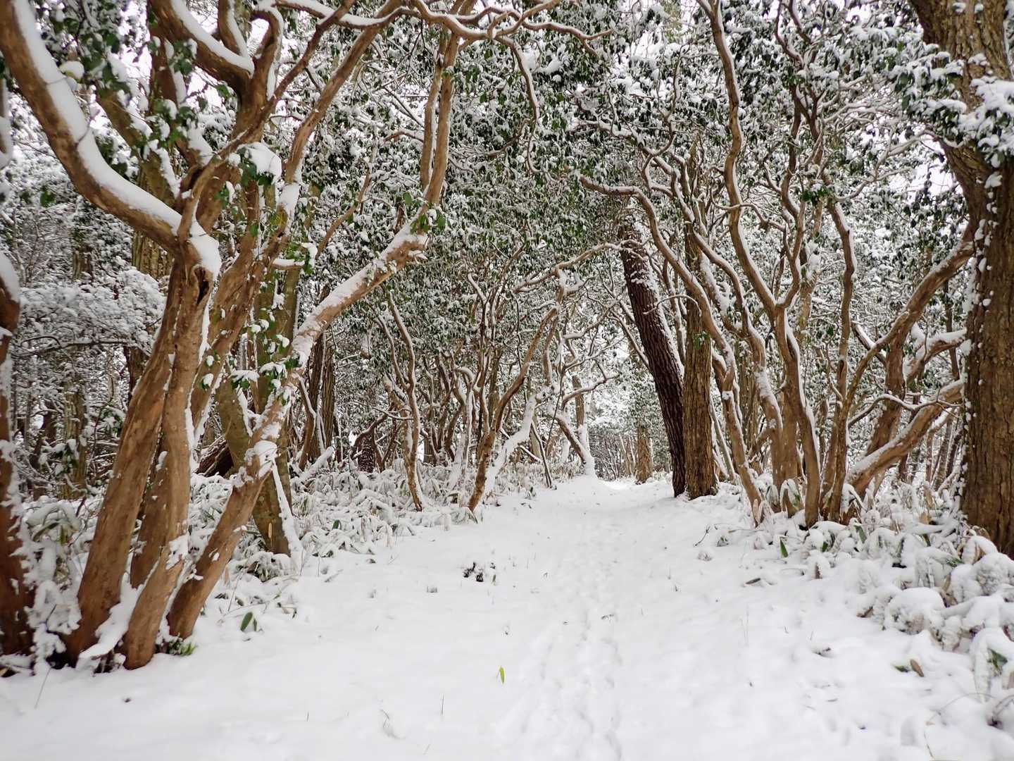 頂上近くは歩き道もしっかりと雪が

キュッキュッキュッ
踏みしめた時の音が気持ちいい🎵