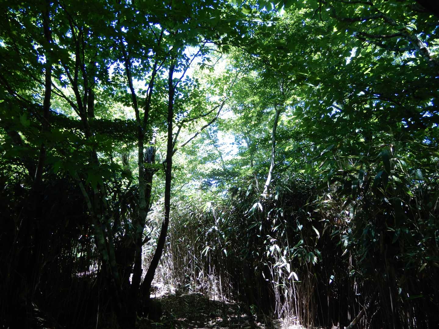 心地よい風が吹く登山道を鳥の鳴き声を聴ながら(ウグイスやカッコウぐらいしかわかりませんが😅)歩いて😄