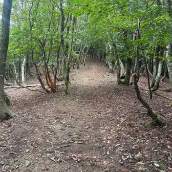 千丈ヶ嶽までの登りは緩やかで楽しくハイキングできます