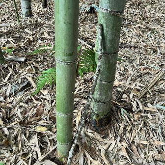 山頂で手に入れた棒
下り道に活躍してくれました
登り始めのところに置いておきます